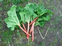 28apr12 rabarber
