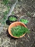 02jun12 oogst peul rucola spinazie koriander
