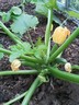 09jun12 courgette