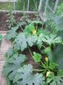 16jun12 courgette