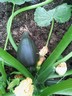 21jun12 courgette