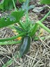 21jun12 courgette
