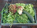 30jun12 oogst courgette lolla_rosso zuring spinazie koriander marjolein dille rucola