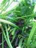 23jul12 courgette