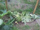 27jul12 courgette