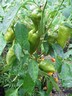 4aug12 paprika