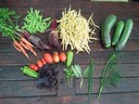 4aug12 oogst wortel biet peul boterboon courgette paprika tomaat rode_basilicum selderie salie bieslook dille