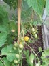 8aug12 gele_cherry_tomaat