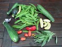 8aug12 oogst courgette pronkboon gele_komkommer gele_tomaat rome_tomaat paprika salie