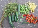 12aug12 oogst courgette pronkboon spercieboon  gele_tomaat roma_tomaat paprika peper salie bieslook peul aardbei