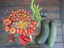 18aug12 oogst courgette pronkboon aardbei paprika gele_tomaat cherry_tomaat romatomaat vleestomaat