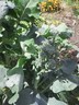 1sep12 broccoli