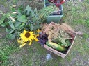22sep12 zonnebloem bieslook ui dille courgette rode_basilicum