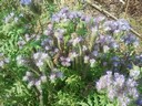 06jul13 phacelia