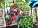 14jun14 oogst radijs ravanello rucola framboos peul biet corona