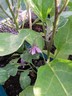 21jun14 aubergine