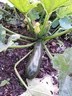 1jul14 courgette