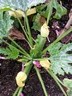 5jul14 courgette