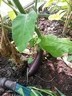 29jul14 aubergine