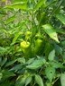 29jul14 paprika