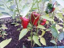 27aug14 paprika