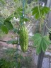27sep14 thaise_bitter_melon