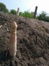 02mei15 asperge