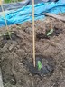 23mei15 courgette