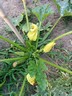 07jul15 courgette